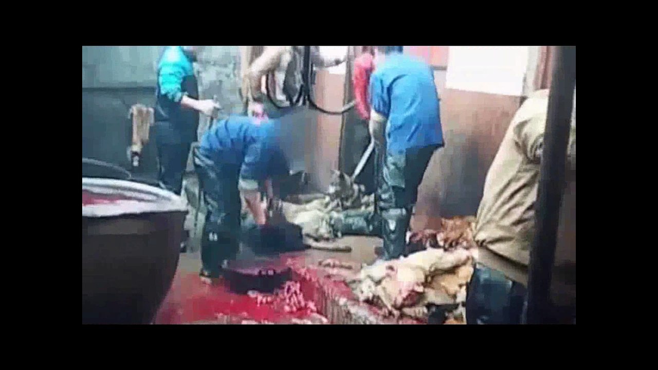 XIN ĐỪNG ĂN THỊT CHÓ NỮA,............TỘI NGHIỆP LẮM      NAM MÔ A DI ĐÀ PHẬT