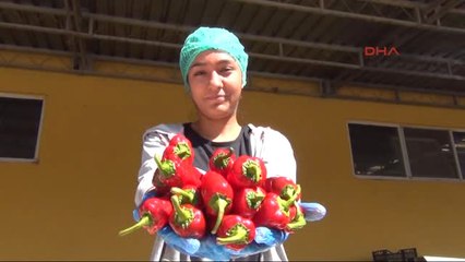 Bursa İnegöl'den Hollanda'ya 700 Ton Salça İhracatı