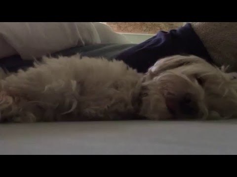 This Dog Takes Her Afternoon Naps Very Seriously