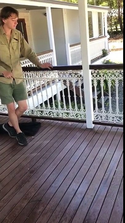 Ce python géant se rentre tout seul dans le sac en voulant s'échapper !