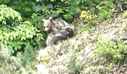 Yavru ayıların oyunu vatandaşın kadrajına takıldı