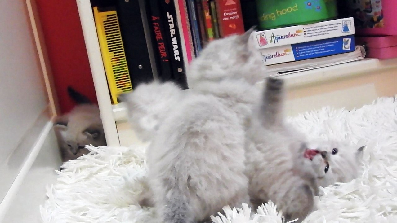 Naïa, Natsu, Nikolaï et Nourson du Mas des Névas ont quatre semaines