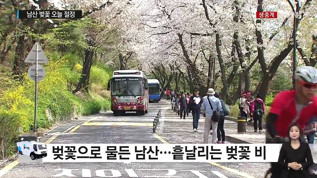 남산 벚꽃 절정...흩날리는 벚꽃 비 / YTN