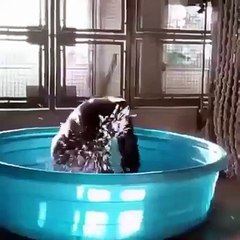 اجه العيد # With arabic song