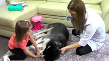 Médico jugar para inyecciones Husky Frank cómo hacer un tiro como mamá doctor señorita d