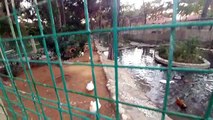 Antalya Hayvanat bahçesi gezintimiz, eğlenceli çocuk videosu
