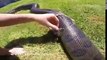 Amazing snake that changes its skin