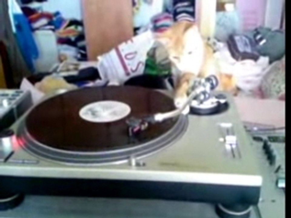 DJ Cat killer