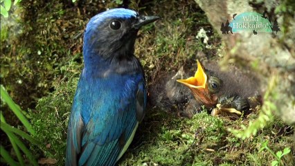 20170909 Wild Hokkaido!「占冠の森」日本語字幕版