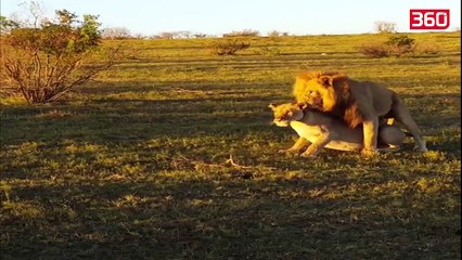 Cifti i luaneve po kryenin marredhenie, nderpriten nga rinoceronti i nervozuar (360video)