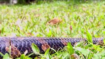 Biggest Python Snake - Giant Anaconda - World's Biggest Snake Found In Amazon River