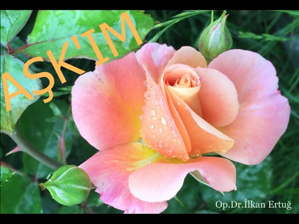 Gönül Akkor-Silemezler Gönlümden Ne Aşkını Ne Seni