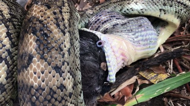 Le repas d'un python... Impressionnant