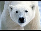 Polar Bears at The San Diego Zoo