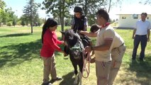 Elazığ'da At Sevgisi, Ücretsiz At Binme ile Aşılanıyor