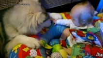 かわいいハスキー犬と赤ちゃん！シベリアンハスキー犬&マラミュートが赤ちゃんをお世話している姿が超かわいい！／Siberian Husky is taking care of the