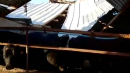 Başkent'te Ahır Çöktü, Hayvanlar Göçük Altında Mahsur Kaldı