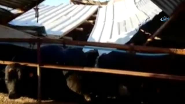 Başkent'te Ahır Çöktü, Hayvanlar Göçük Altında Mahsur Kaldı