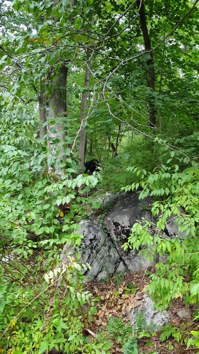 The Dog Bear Protector