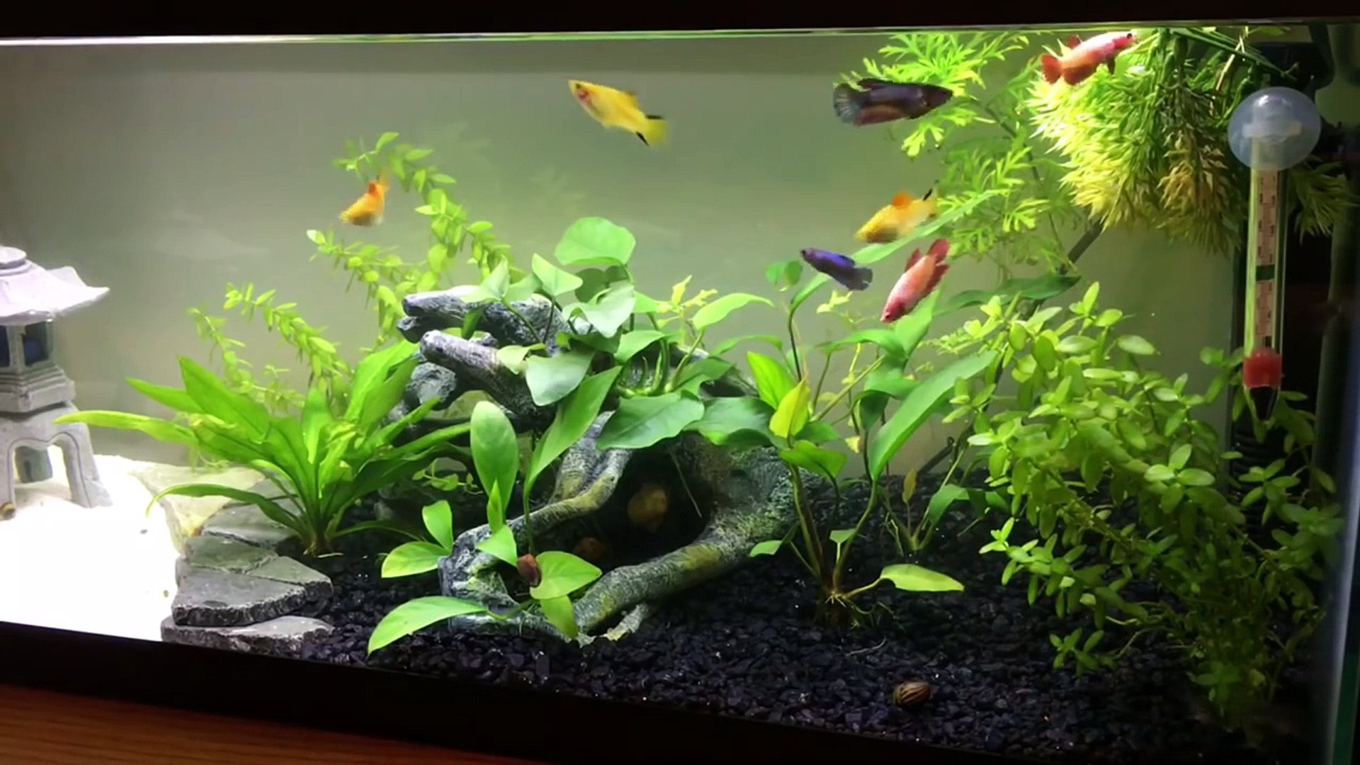 How to start a Female Betta Sorority or Community Tank - Vídeo Dailymotion