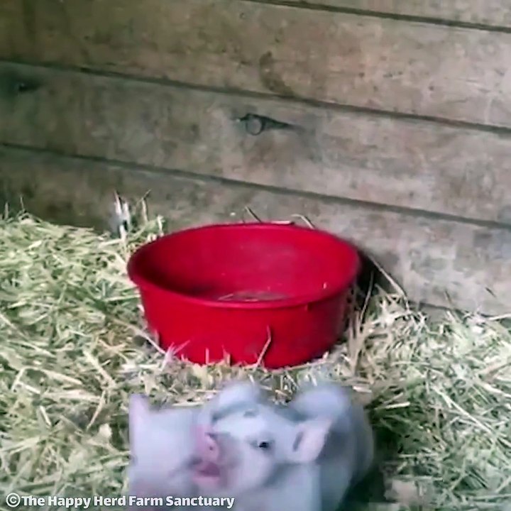 2 Piglets Can't Control their Joy