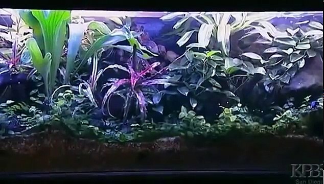 The Reptiles, Part4of4 Lizards (Nature Documentary, Full Length)
