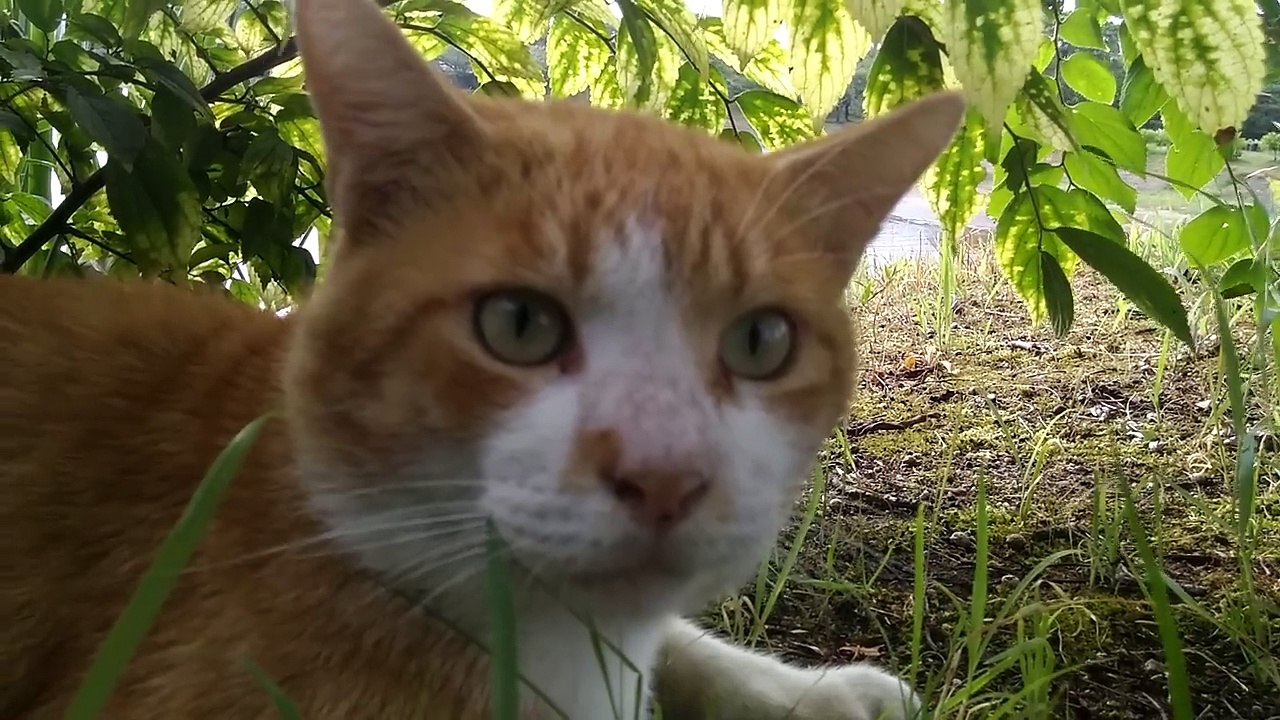 池の畔にいたチャトラ猫、何か喋っているようだったので近づいたらwww