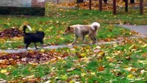 Un et un à un un à et noir chat chien chiens sauvage nez blanc avec | Coupe