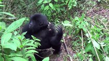 HARAMBE & Friends Cute Animal Compilation | Funniest Gorillas & Monkeys 2016
