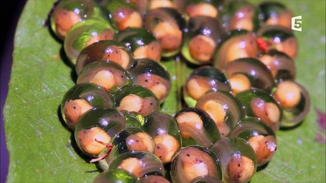 Nature fragile - Les zones humides