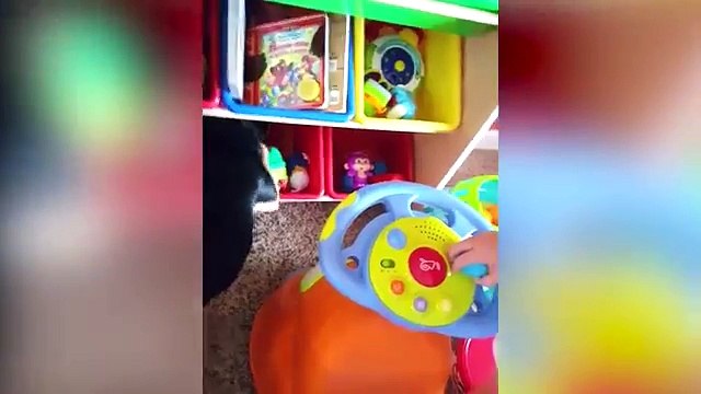 Animals are so funny that you will die laughing Weekly Compilation 2017 | Funny Pet Videos