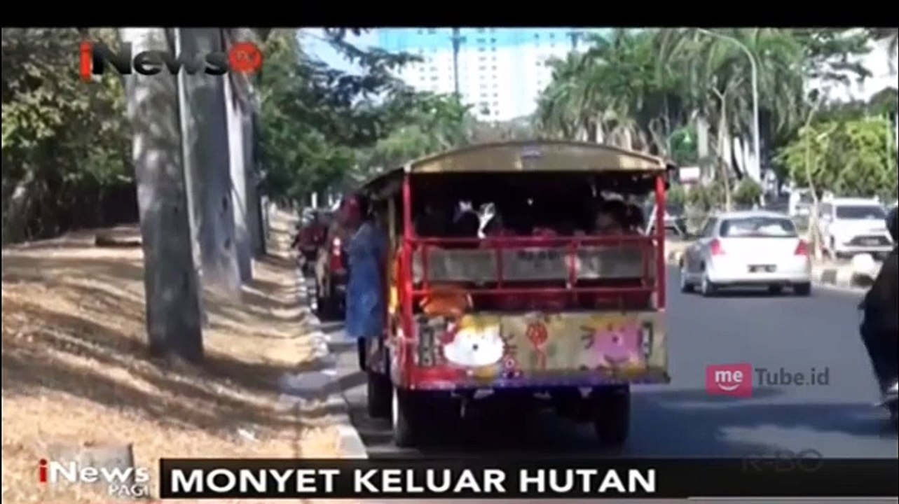 Diduga Kehabisan Sumber Makanan, Kawanan Monyet Keluar dari Hutan Lindung