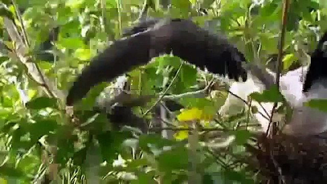 Documentary Ant Ants Documentary Channel Red Crabs Ants & Yellow Crazy Ants