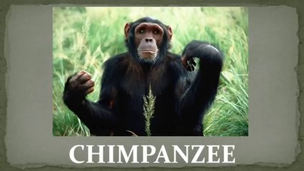 Ferme animaux nom et son enfants apprentissage