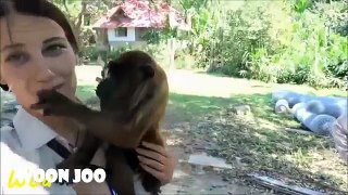 재미있는 동물 비디오 ✫ 장난 꾸러기 원숭이 ✫ 원숭이 과 섹시한 여자