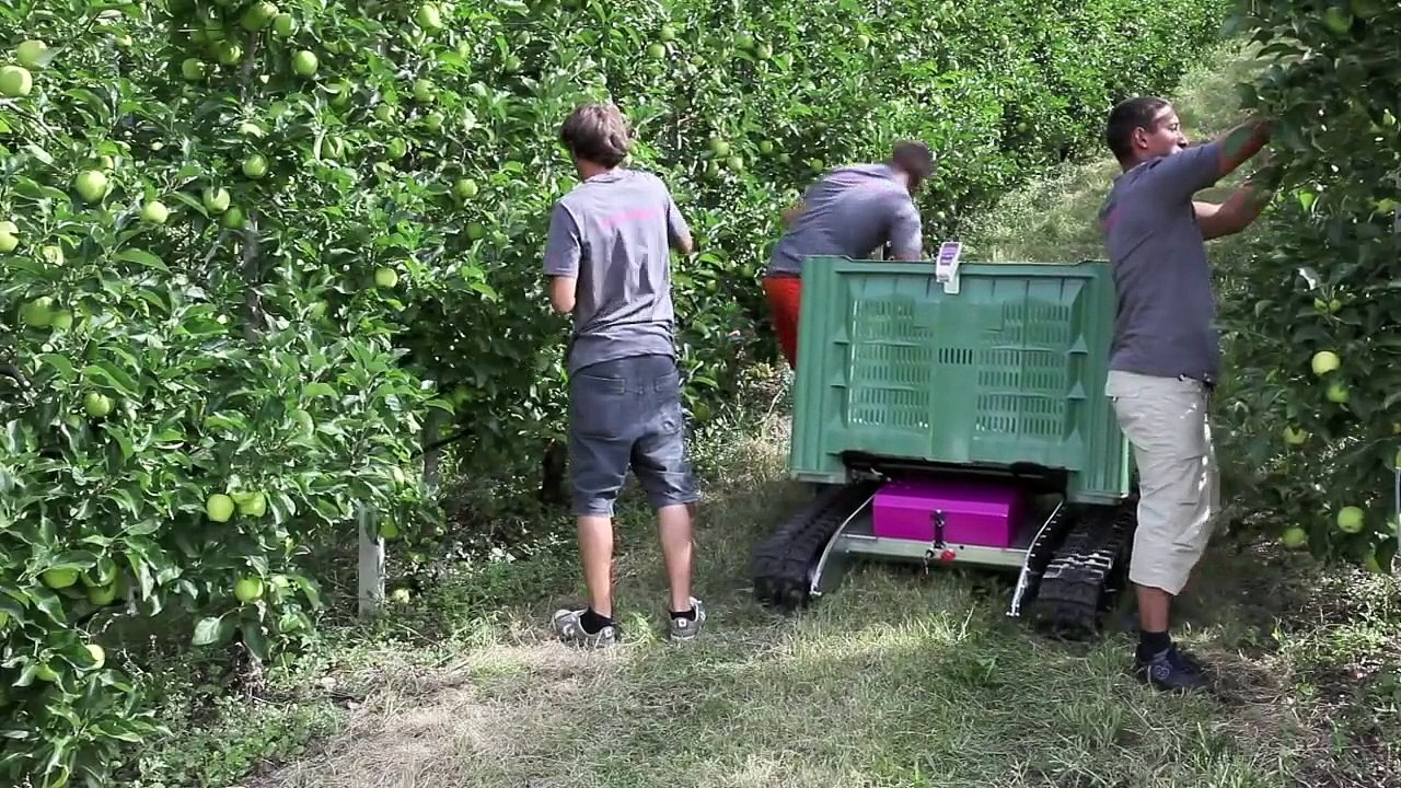 Kendi yürür Meyve kasaları