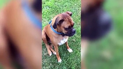 Try Not To Laugh At These Funny Pet Home Videos of 2016 Weekly Compilation | Funny Pet Vid