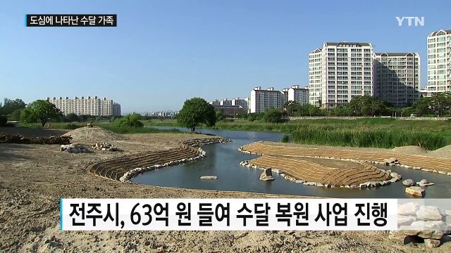 전주천 새끼 수달 인기 폭발...안전조치 시급 / YTN