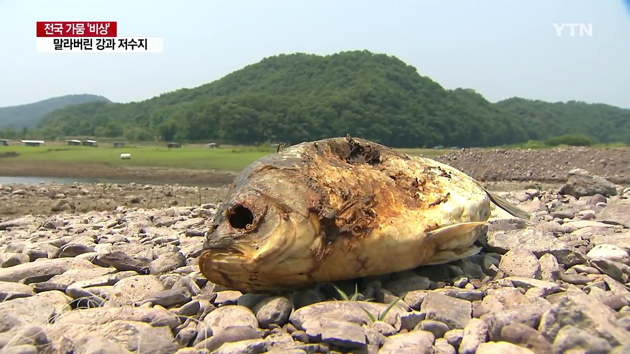 가뭄에 말라버린 강과 저수지...가뭄 피해 극심 / YTN