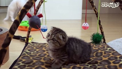 먼치킨 고양이 애교에 심쿵하는 순간 [크림명장면]