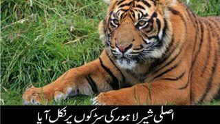 Asli Tiger Lahore Ki Roads Par