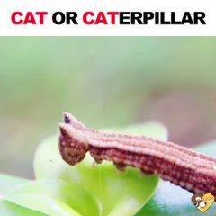 Alors, chat ou chenille... A vous de me dire!