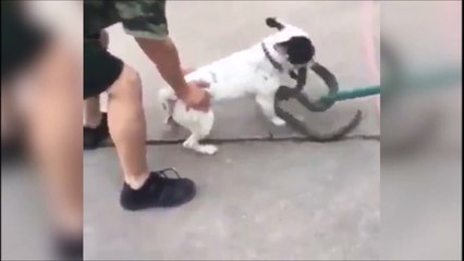 Ce chien choppe un serpent et ne veut plus le lacher