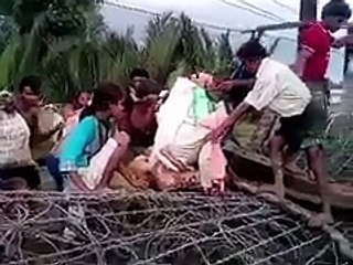 How Rohingy People Crossing Barbed Wire On Border