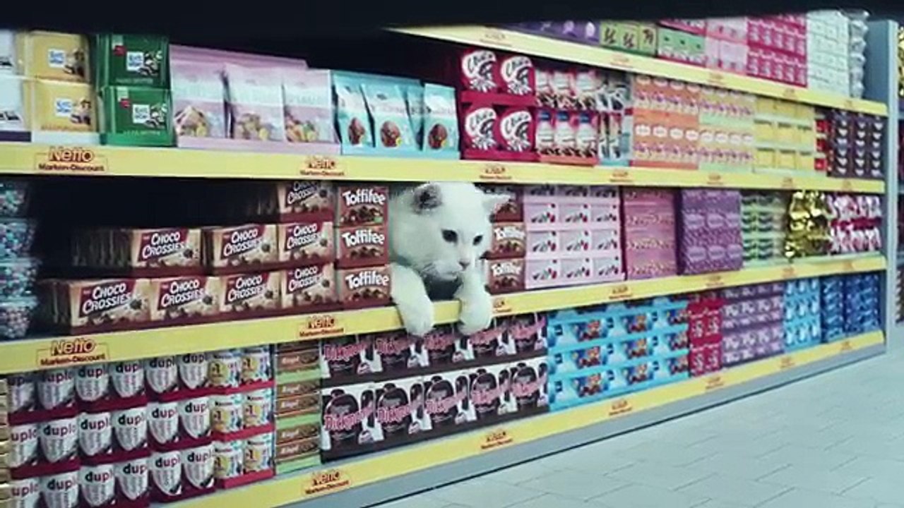 Gatos Graciosos | Cats PLAYFUL