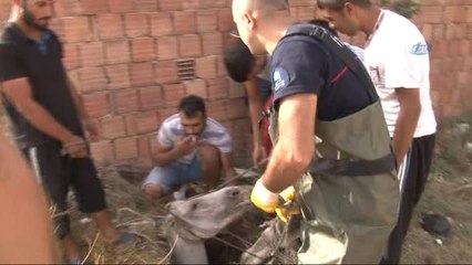 Foseptik Çukuruna Düşen 'Sülo' Kurtarıldı