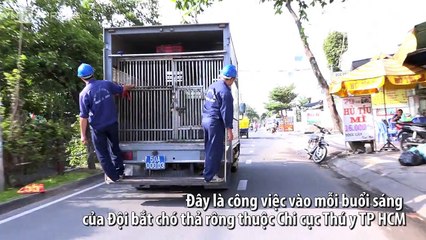 catch dogs run around in vietnam
