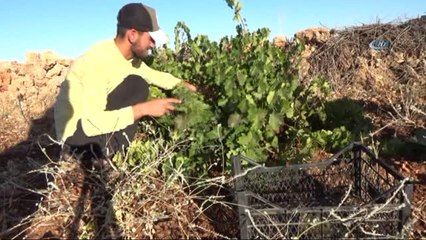 Midyat' Ta Üzüm Budama Sezonu Başladı
