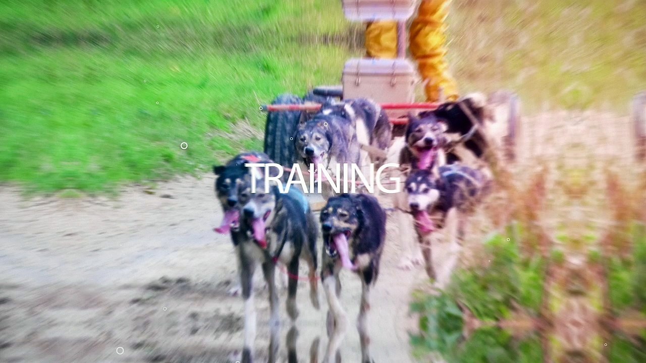 Entrainement de chiens de traineau