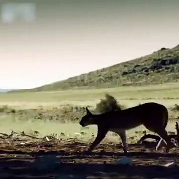 JUMPING TIGER ON HIGH SPEED SONY HD CAMERA